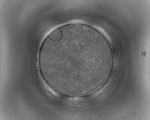 X0000093531286200710261243