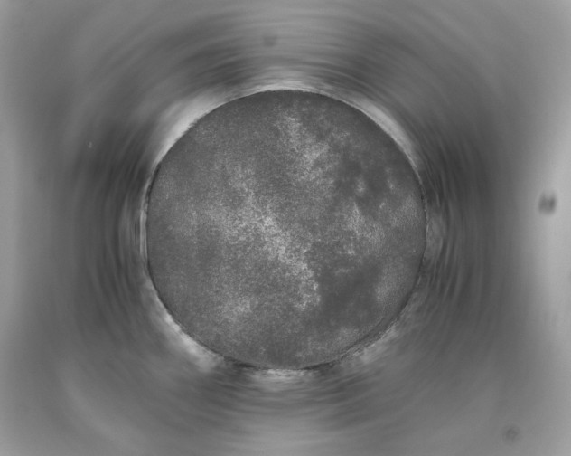 X0000093531290200710261243