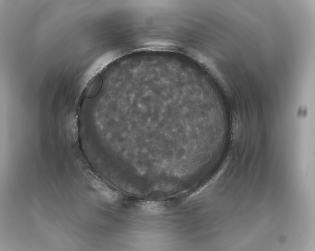 X0000093531362200710261242