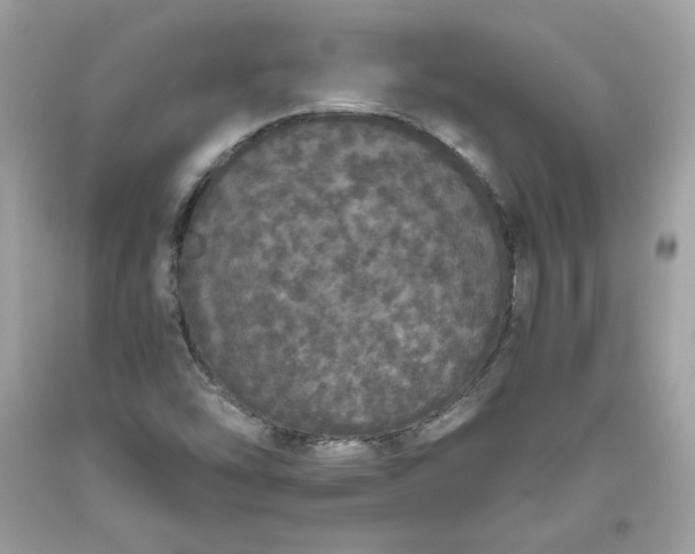 X0000093531454200710261241