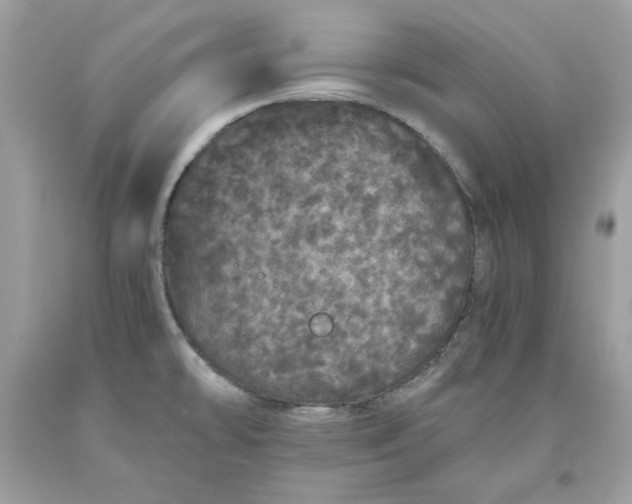 X0000093531478200710261240