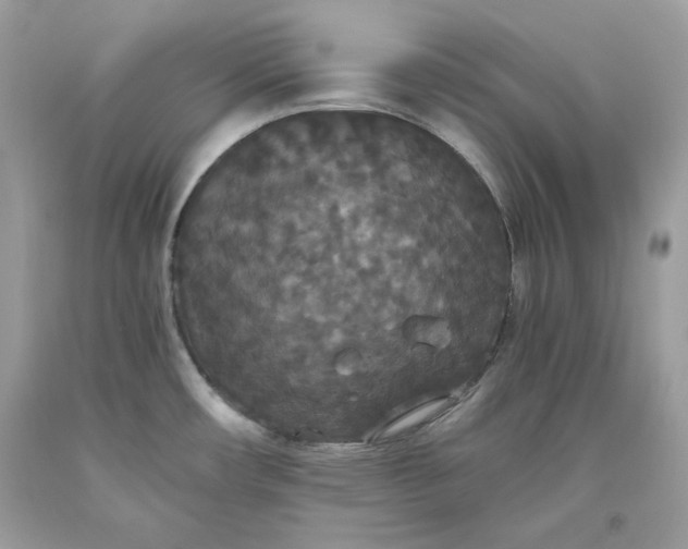 X0000093531482200710261240