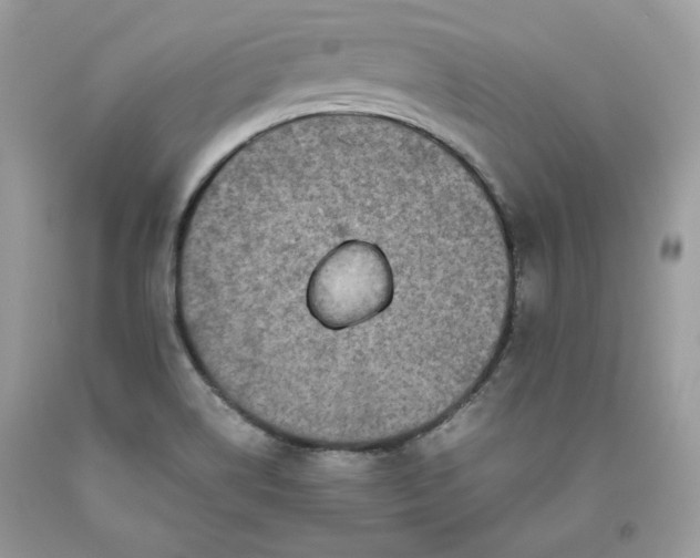 X0000093531514200710261240