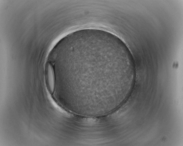 X0000093531515200710261240