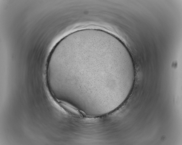 X0000093531518200710261240