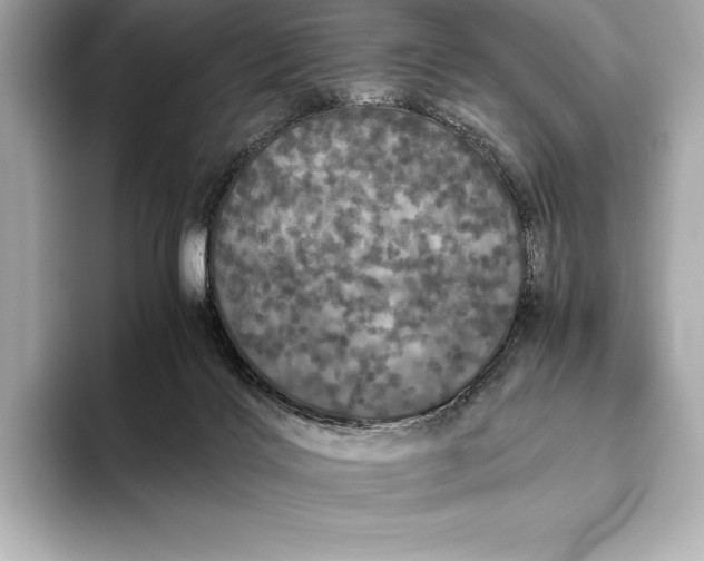 X0000093530028200711021318