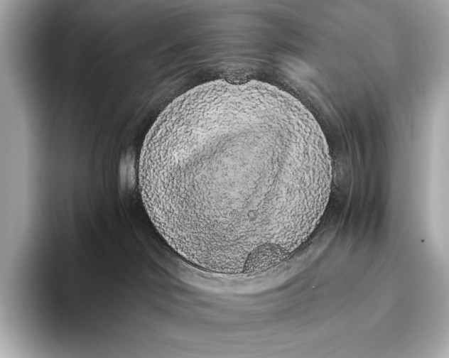 X0000093530046200711021318