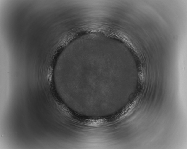 X0000093530458200711021313