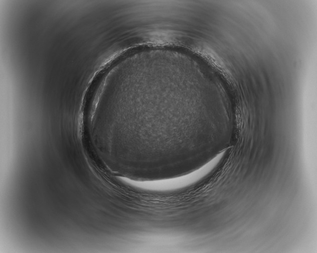 X0000093530488200711021313