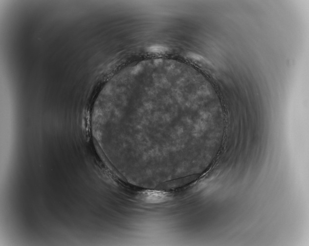 X0000093530528200711021313