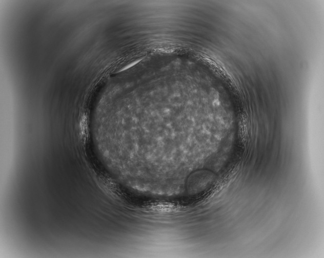 X0000093530598200711021312