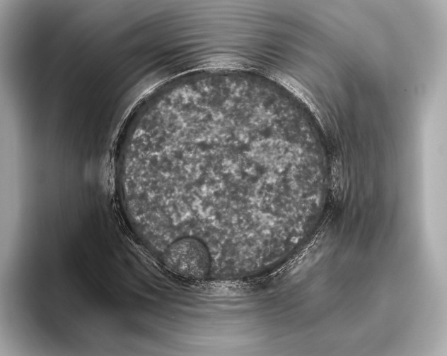 X0000093531067200711021306