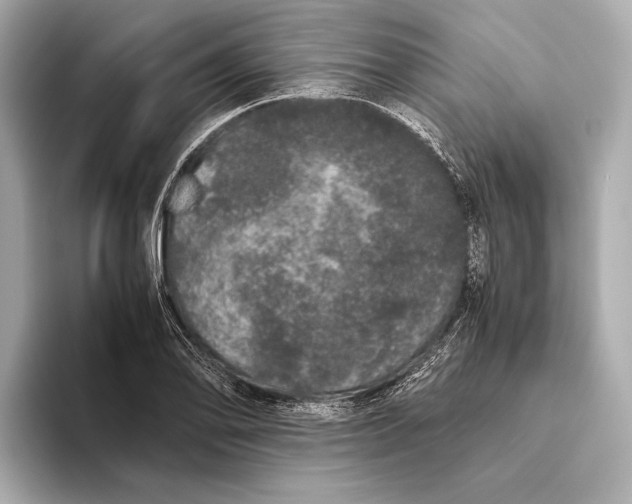 X0000093531078200711021306