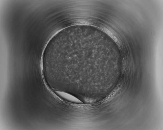 X0000093531084200711021306