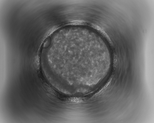 X0000093531362200711021303