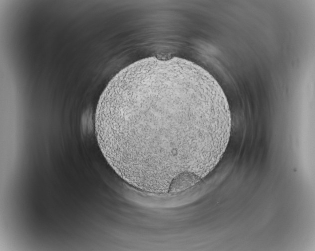 X0000093530046200711091806