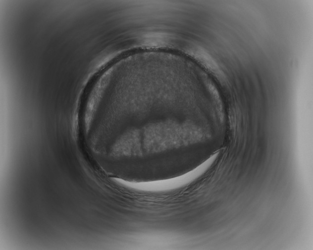 X0000093530488200711091800