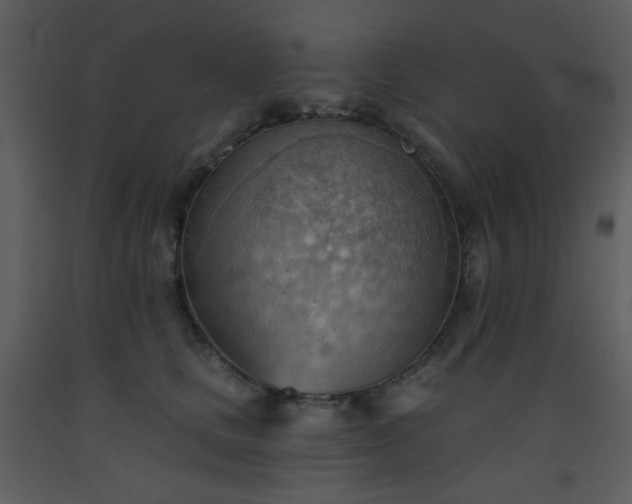 X0000093560661200710221424