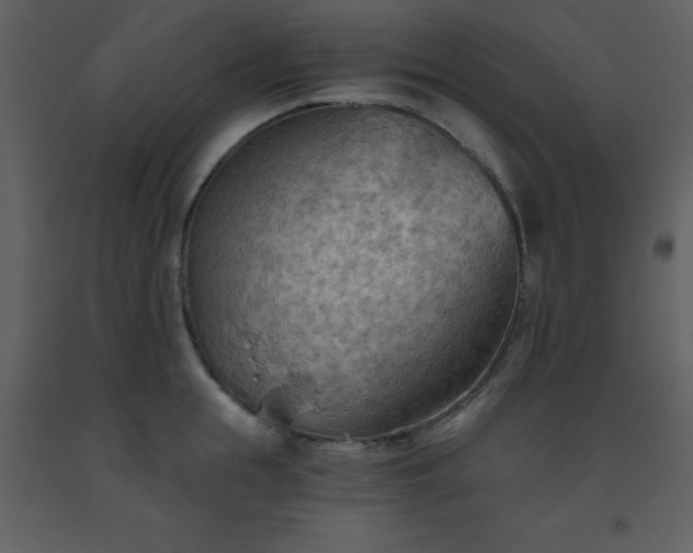 X0000093560855200710221421