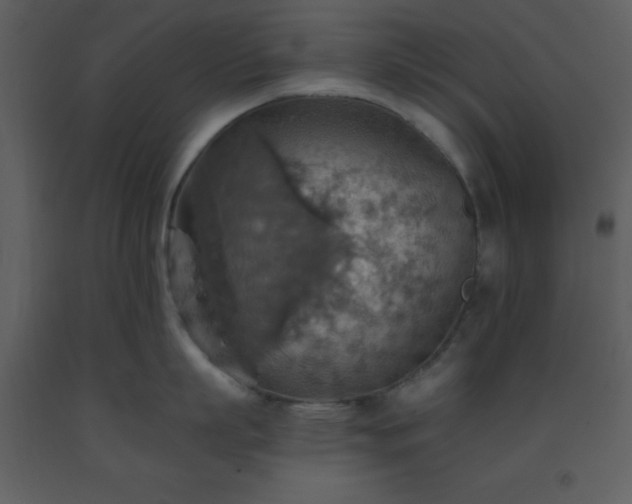 X0000093560863200710221421