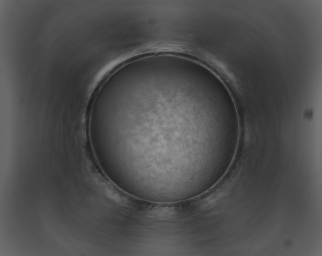 X0000093561174200710221416