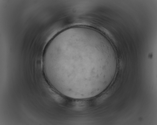 X0000093561274200710221415