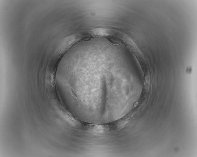 X0000093560330200710291024