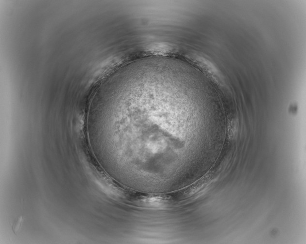 X0000093560365200710291024