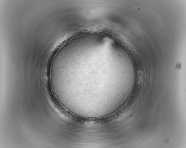 X0000093560634200710291020