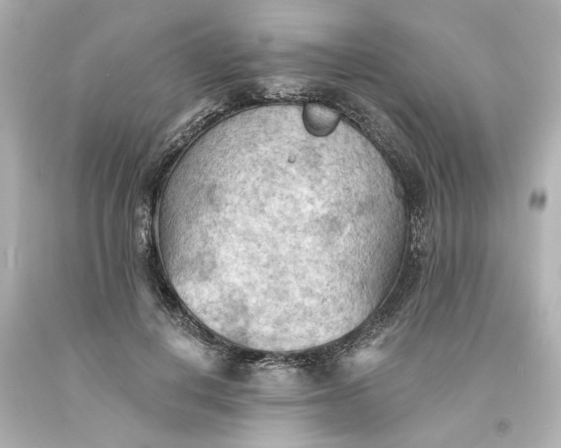 X0000093560648200710291020