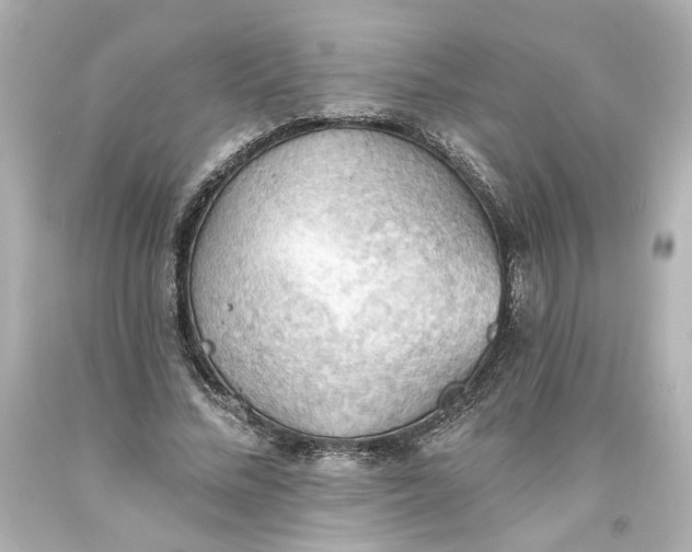 X0000093560684200710291019