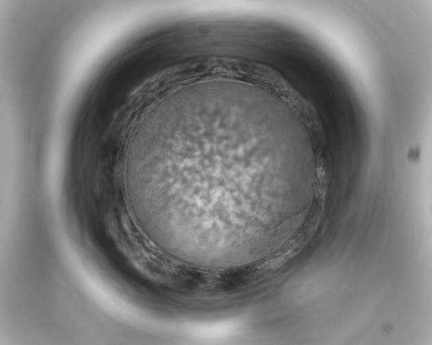 X0000093560765200710291019