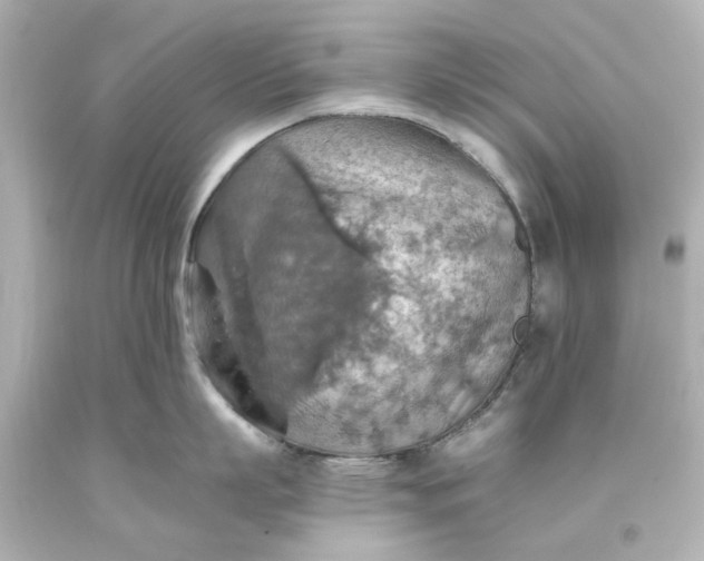 X0000093560863200710291017