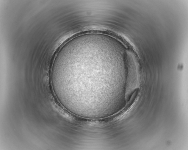 X0000093561025200710291014