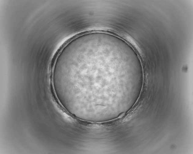 X0000093561124200710291013