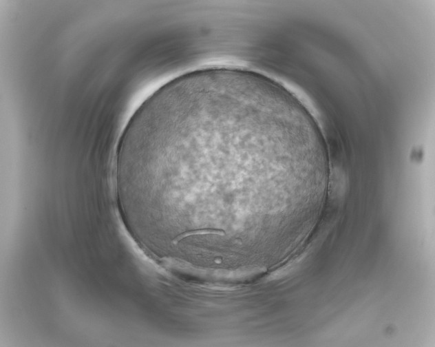 X0000093561295200710291011