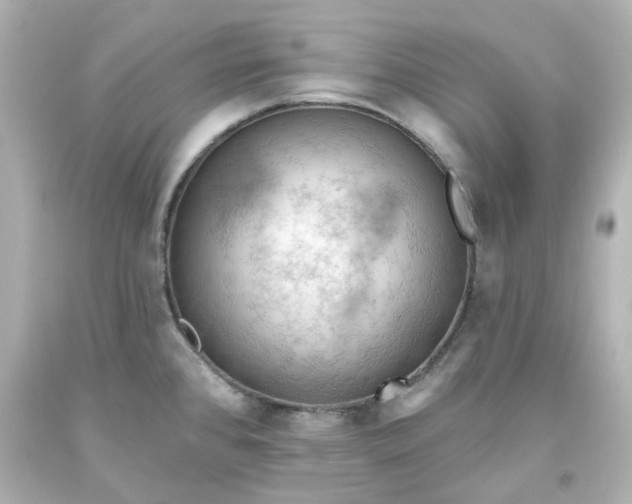 X0000093561384200710291010