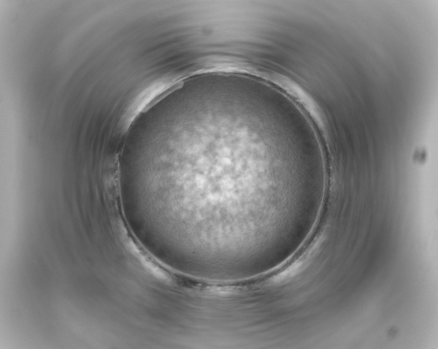 X0000093561385200710291010