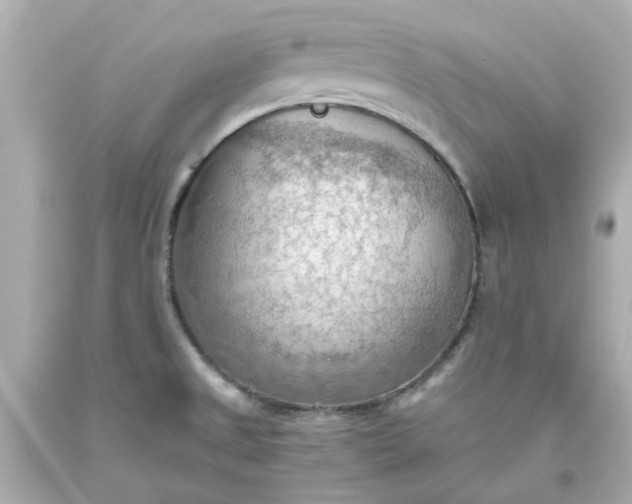 X0000093561525200710291008