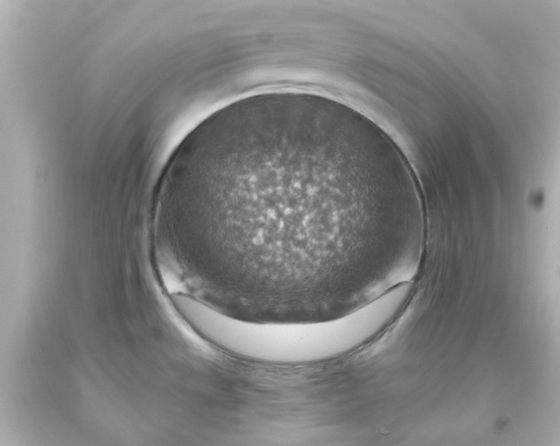 X0000093561533200710291008