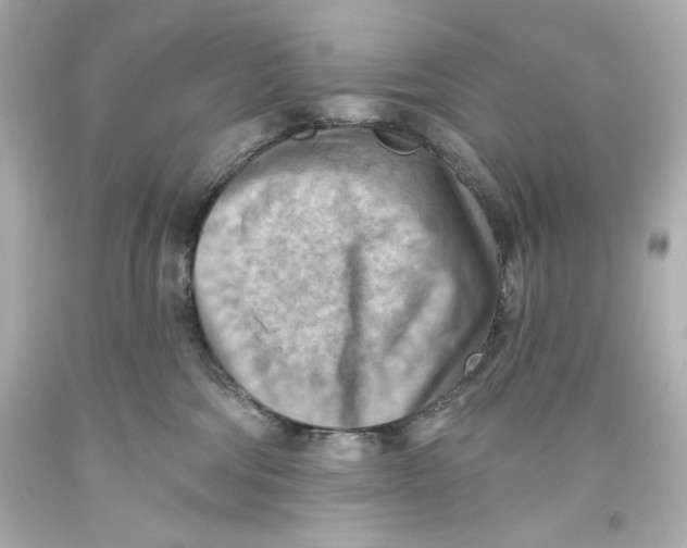 X0000093560330200711051042