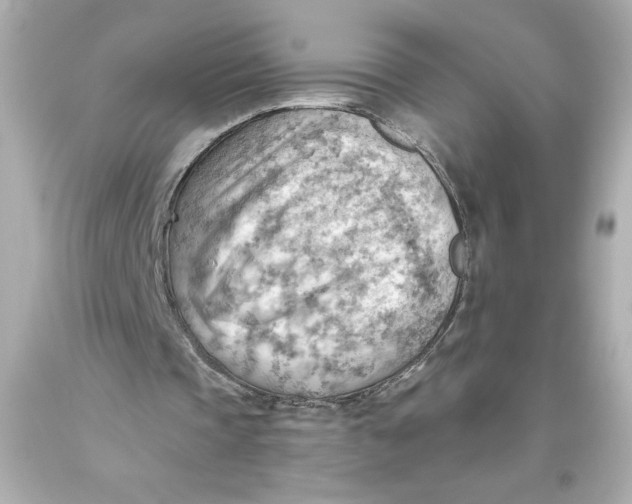 X0000093560337200711051041