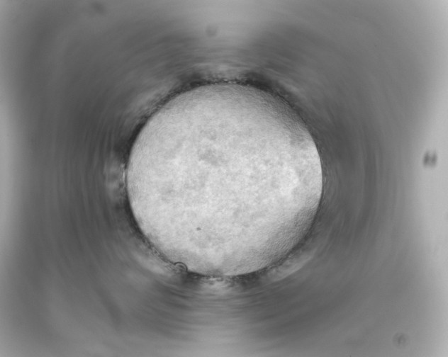 X0000093560624200711051038