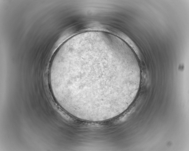 X0000093561002200711121010
