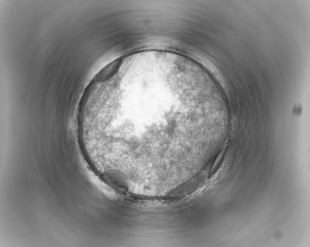 X0000093561042200711121010