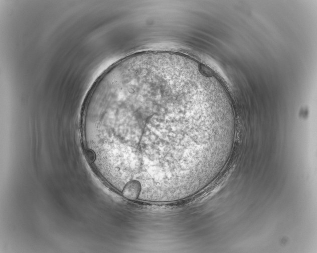 X0000093561087200711121009