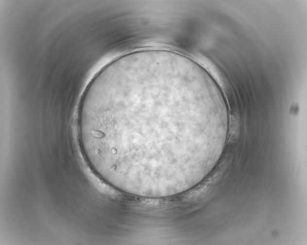 X0000093561098200711121009