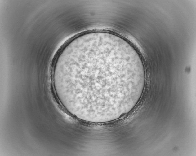 X0000093561124200711121008