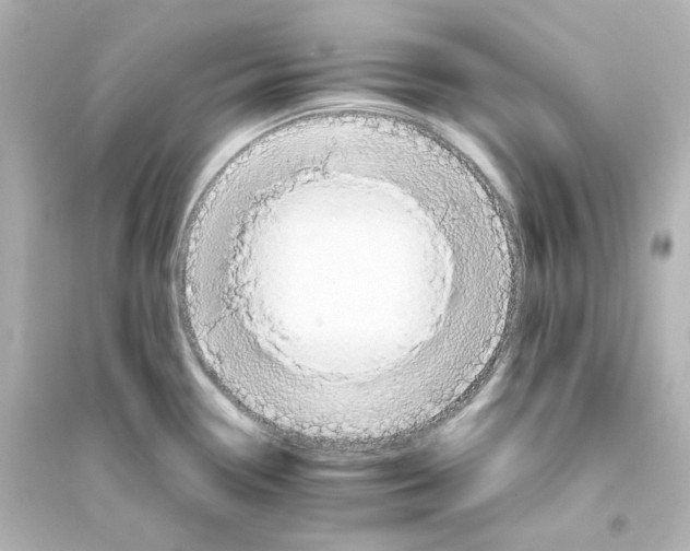 X0000093561338200711121006