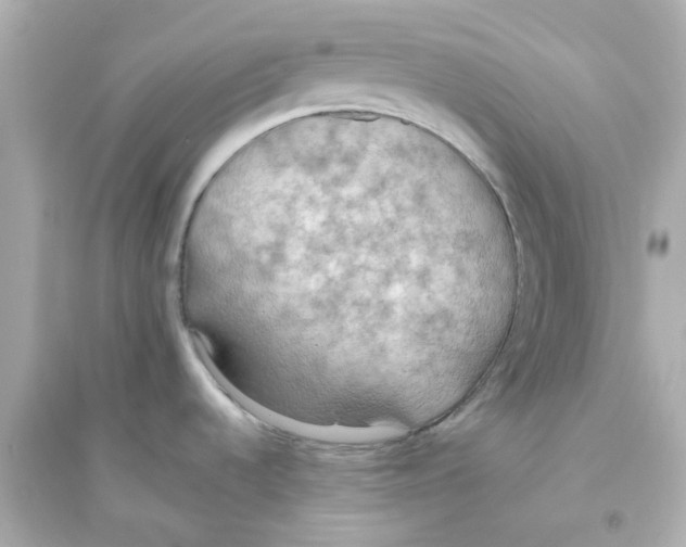 X0000093561536200711121003